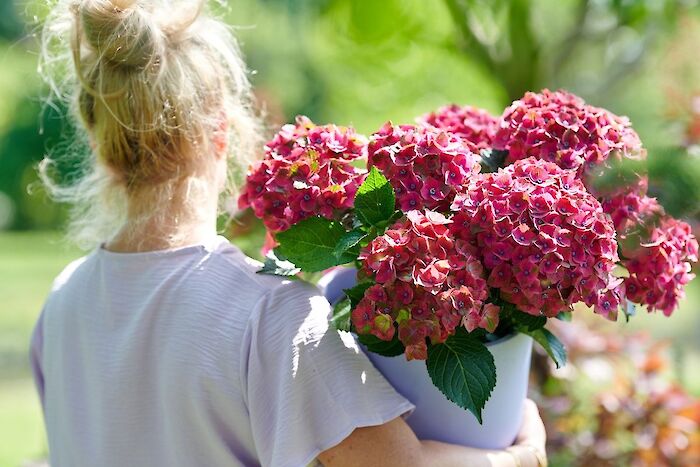 This summer: the perfect time to purchase a hydrangea