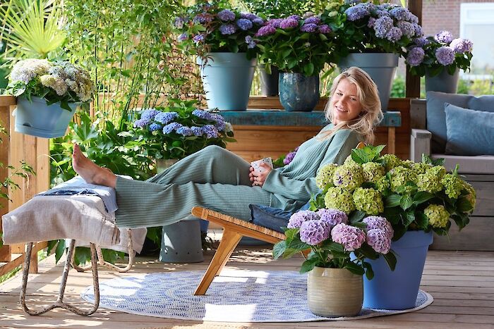 Comment aider votre hortensia à s'épanouir pendant les chaudes journées d'été