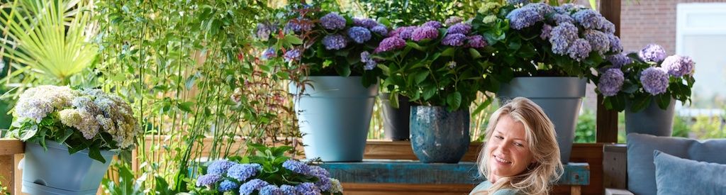 Comment aider votre hortensia à s'épanouir pendant les chaudes journées d'été