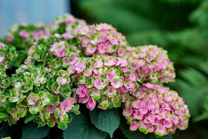 Sensommar, nya färger: så här ser det ut just nu med din Magical Hydrangea