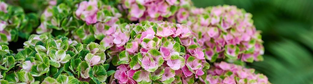 Sensommar, nya färger: så här ser det ut just nu med din Magical Hydrangea