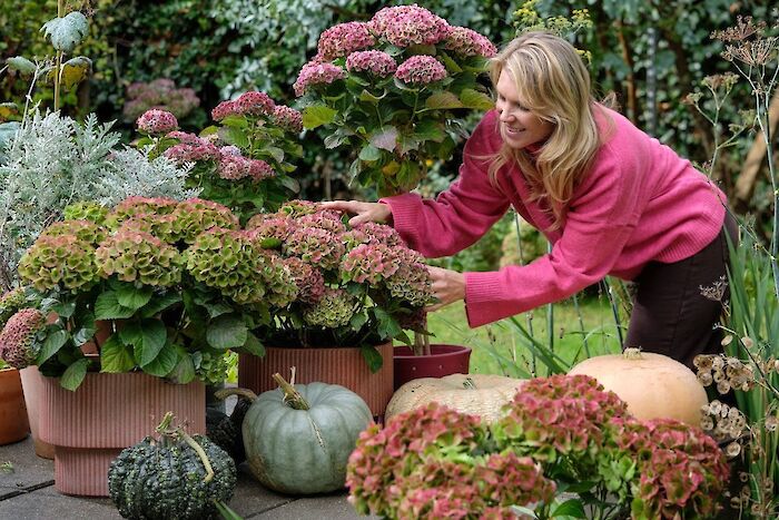 Why does a hydrangea change colour? All about the colour transformation of Magical Hydrangea