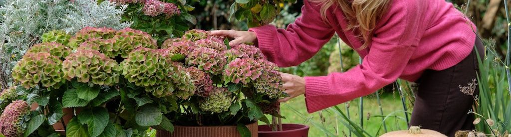 Why does a hydrangea change colour? All about the colour transformation of Magical Hydrangea