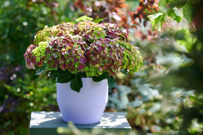Late summer, new colours: here’s what’s happening with your Magical Hydrangea right now