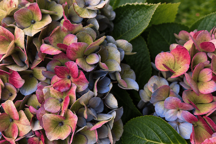 Why does a hydrangea change colour? All about the colour transformation of Magical Hydrangea